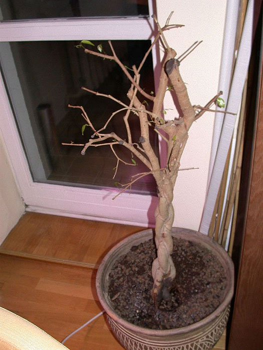 paraziti bonsai