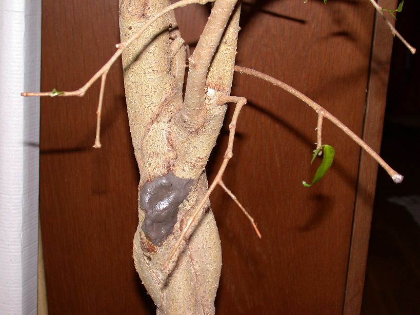 paraziti bonsai