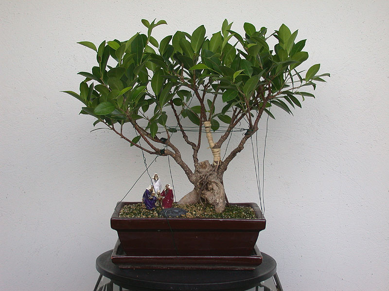 paraziti bonsai
