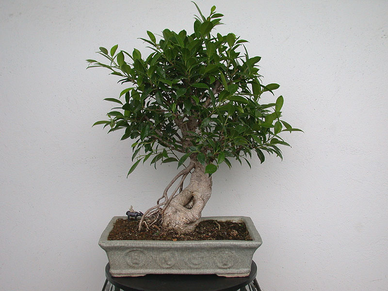 Cum Ingrijesti Un Bonsai - Paraziti bonsai